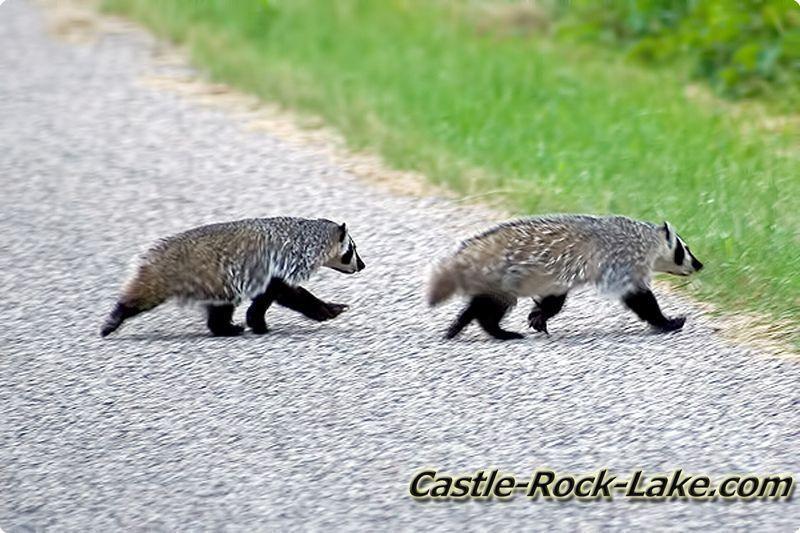 top 28 animal wi a brief interlude featuring official top 28 animal wi a brief interlude featuring official